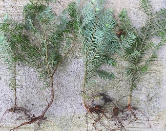 Eastern Hemlock QTY 4 -Seedlings  10- to 12inch  Tall