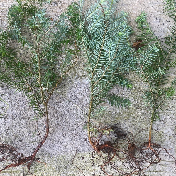 Eastern Hemlock QTY 4 -Seedlings  10- to 12inch  Tall