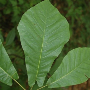 White Flowering Earleaf Cucumbertree Qty-10  Transplant Starter Magnolia Tree 6-14 inches  tall - Free Shipping #cav