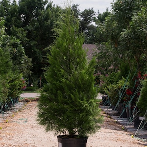 Eastern Red Cedar  25inches Tall Rooted Transplant Starter Tree - Ready  to Plant - Shipped Boxed Priority