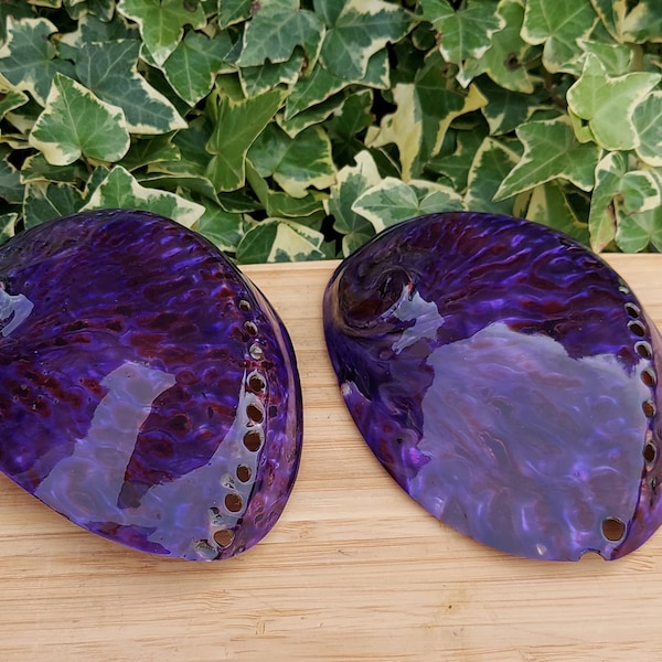 AAA Quality Royal Purple Abalone Shell 100-125mm, Polished Iridescent Shell, Resin Polished Smudge Shell, Trinket Holder. UK Seller.