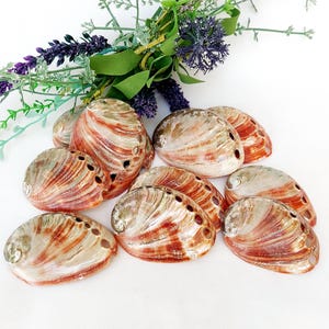 Natural polished Red Abalone, 60-75mm Small Smudge Shell, Smudge Bowl, Smudge Shell, Holds Smudge Sticks, Incense, UK Seller.
