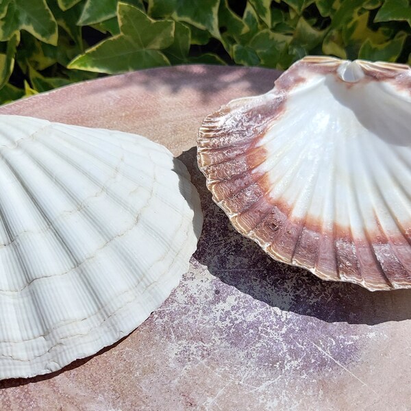 Wholesale Large 14cm Scallop Shell, Washed White Smudge Bowl, Smudge Shell, UK Seller.