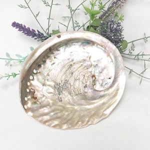 Natural Abalone Shell, 12cm Smudge Bowl, Abalone Shell, Smudge Bowl, Smudge Shell, Holds Smudge Sticks, Incense, Crystal Display Holder.