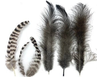 6 Cruelty free, ethical, foraged fluffy black and striped hen feathers. Pack A