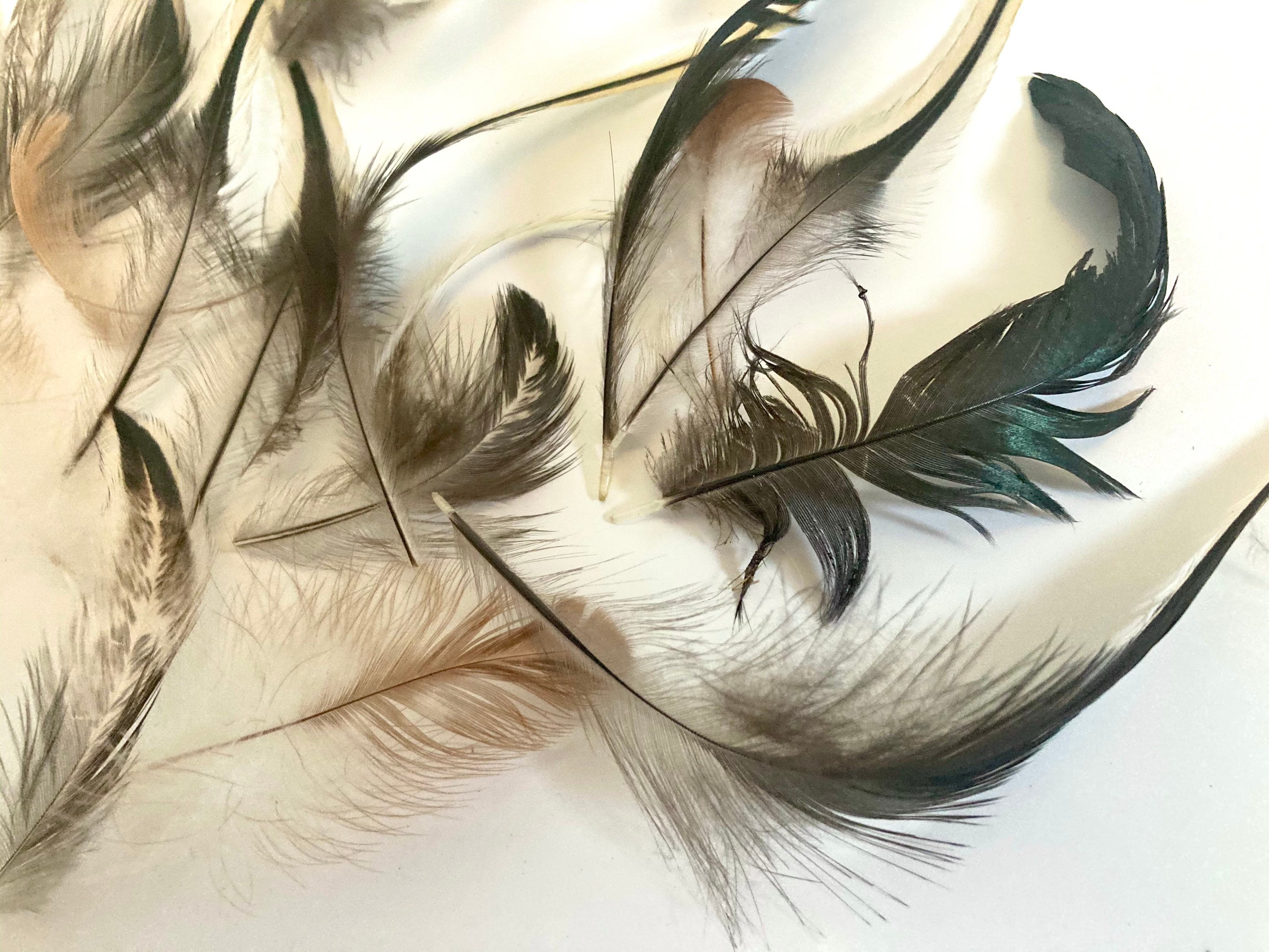 Cruelty Free Foraged Feathers. 20 Assorted Field Mix Etsy Norway