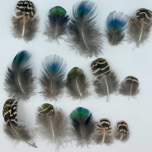 Può includere: Assortimento di piume con colori e motivi diversi, tra cui verde, blu e strisce bianche e nere. Le piume sono disposte su uno sfondo bianco.