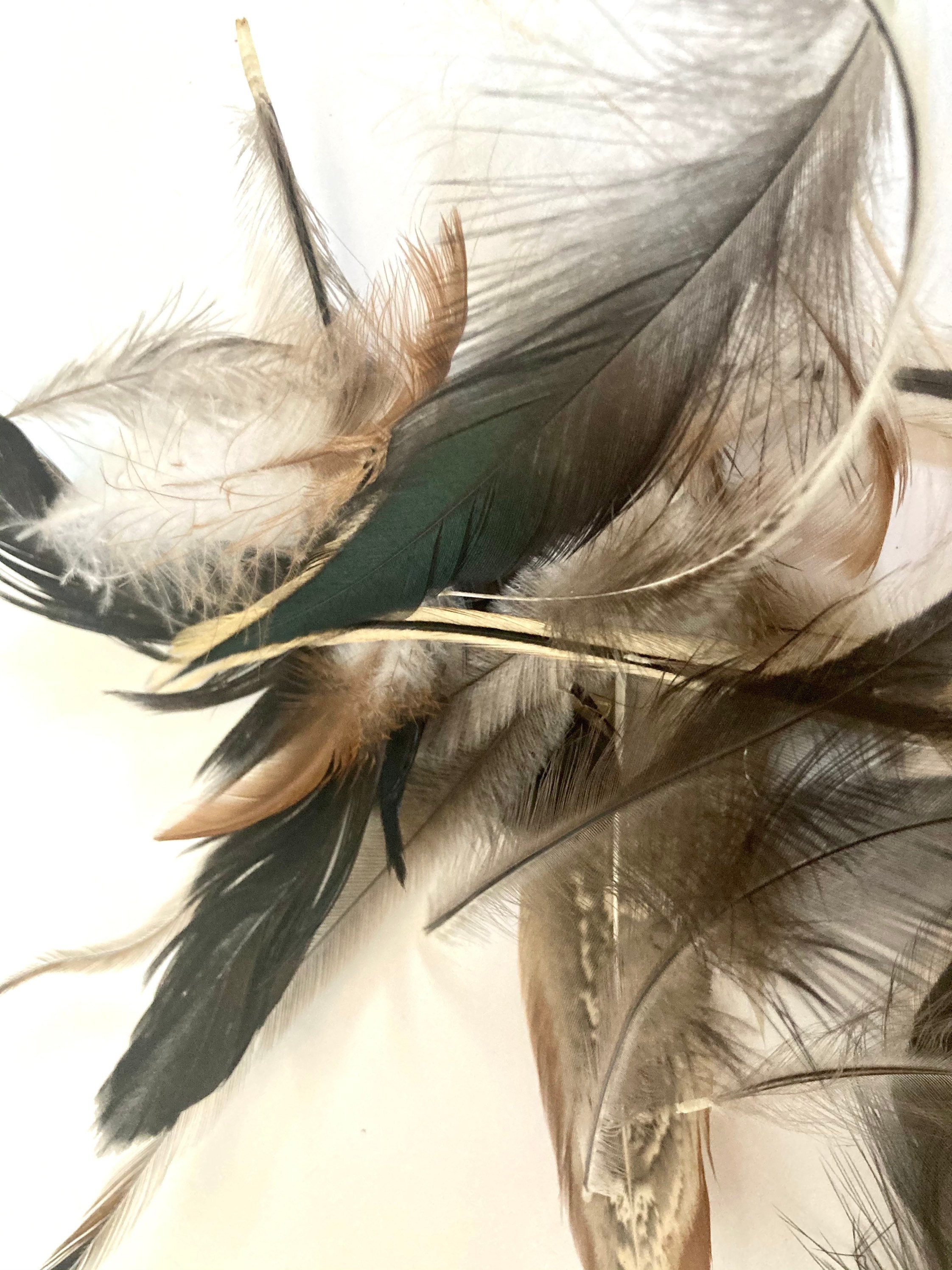 Cruelty Free Foraged Feathers. 20 Assorted Field Mix Etsy Norway