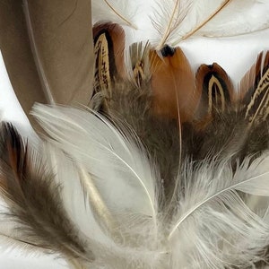 May include: A collection of feathers in various shades of brown, white, and black. The feathers have intricate patterns and textures, creating a visually appealing display.