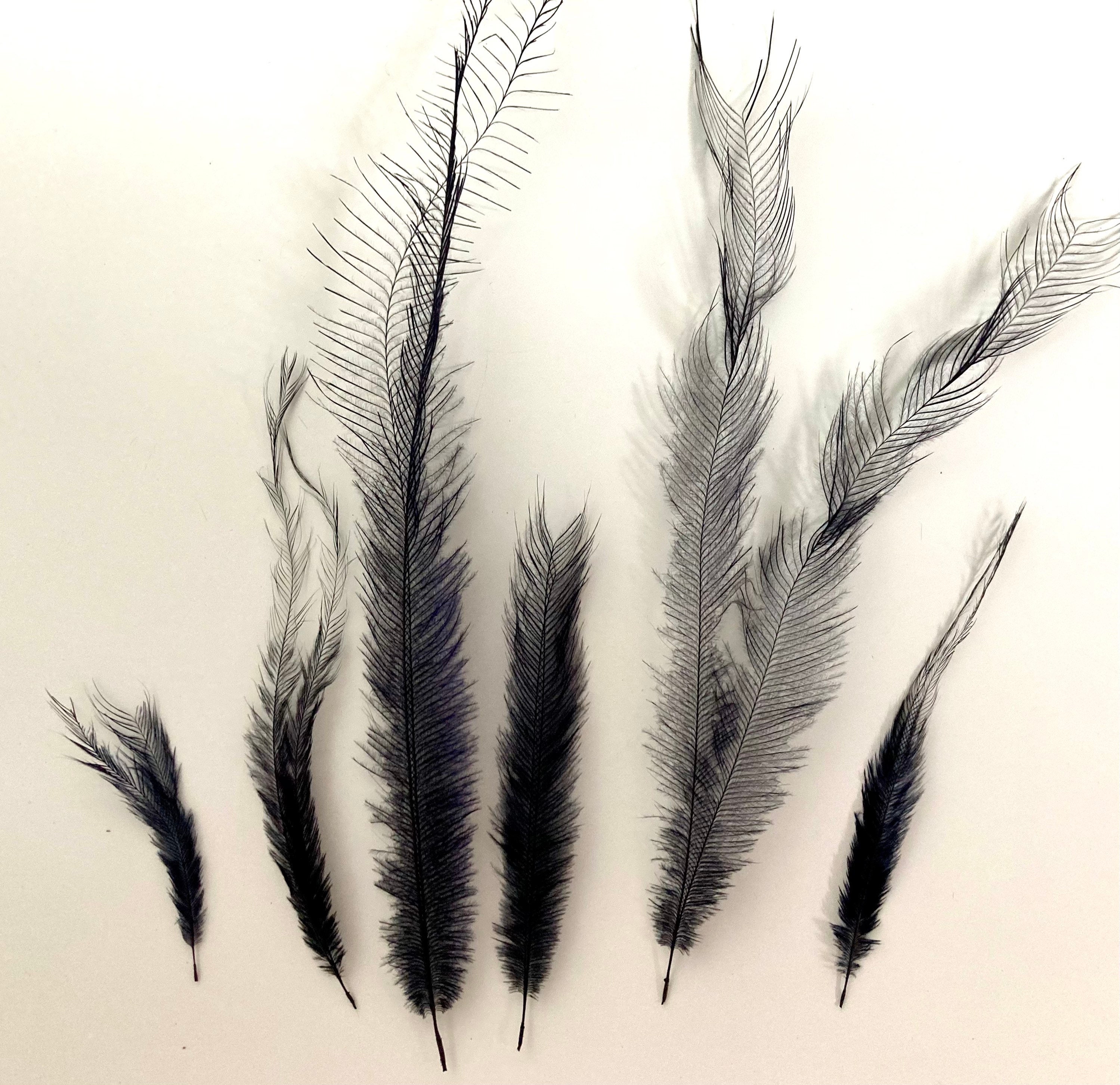 Cruelty free emu feathers . 20 navy blue Etsy