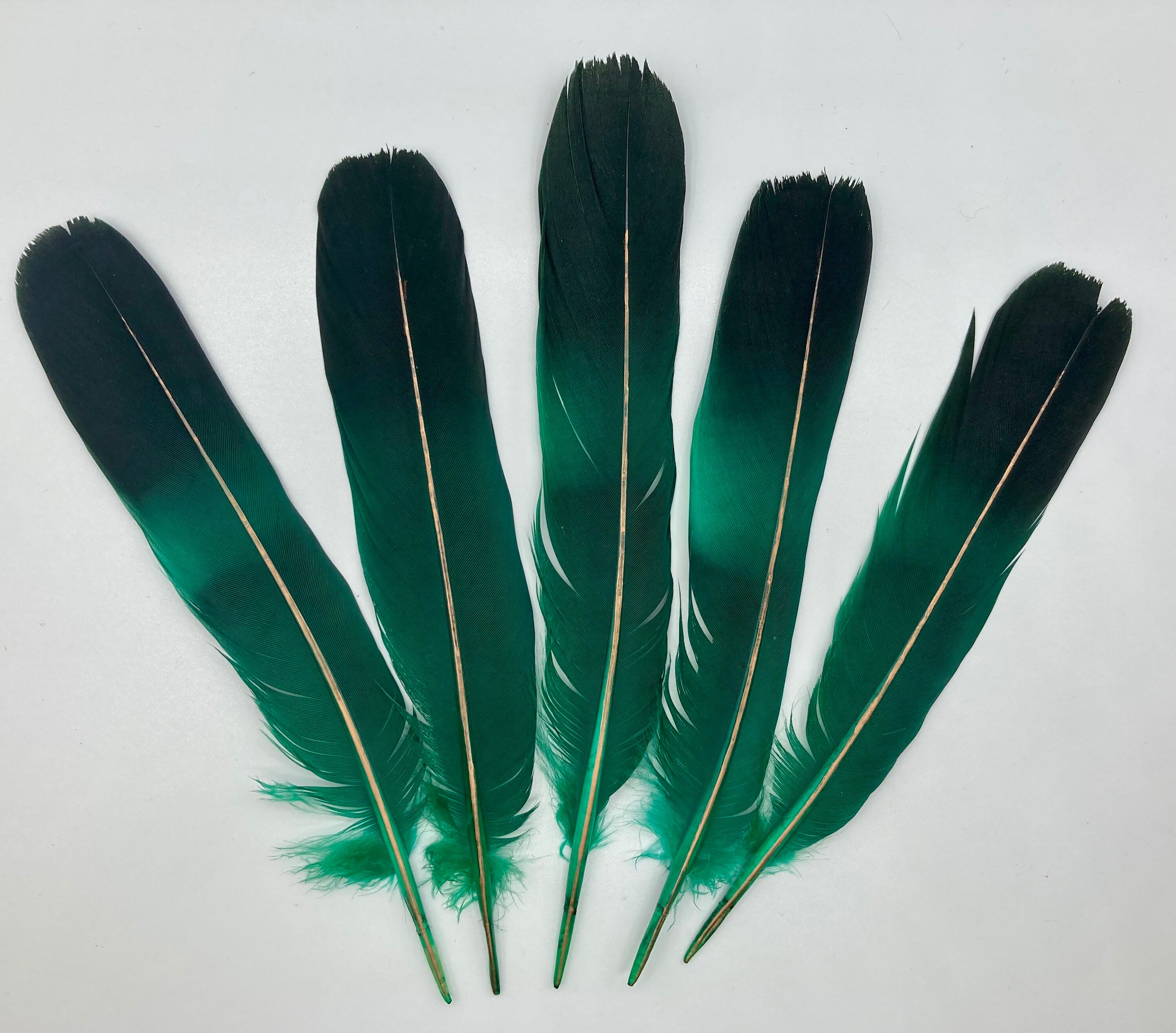 4 Pieces - Natural Green  Parrot Wing Feathers -Rare- Craft Supply  Fly Tying | Moonlight Feather