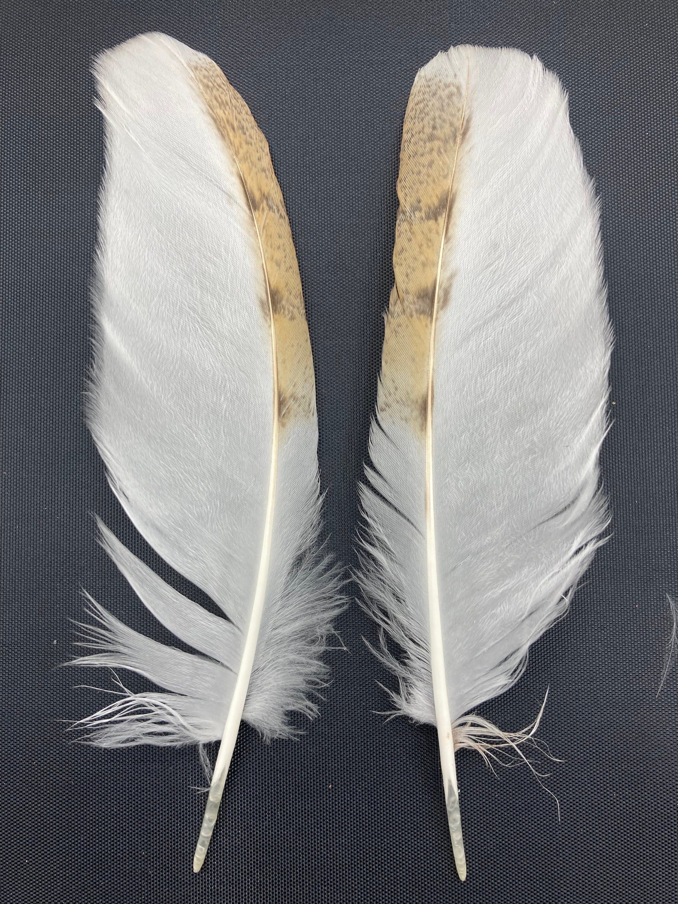 2 matched Cruelty free Foraged Barn owl feathers. Medium. Very limited edition.