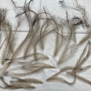 May include: A collection of approximately 20 light brown feathers with black tips. The feathers are arranged on a white surface.