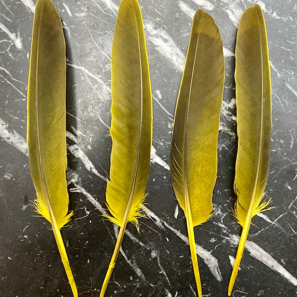 4 cruelty free, foraged feathers. English wood pigeon, dyed yellow, chartreuse