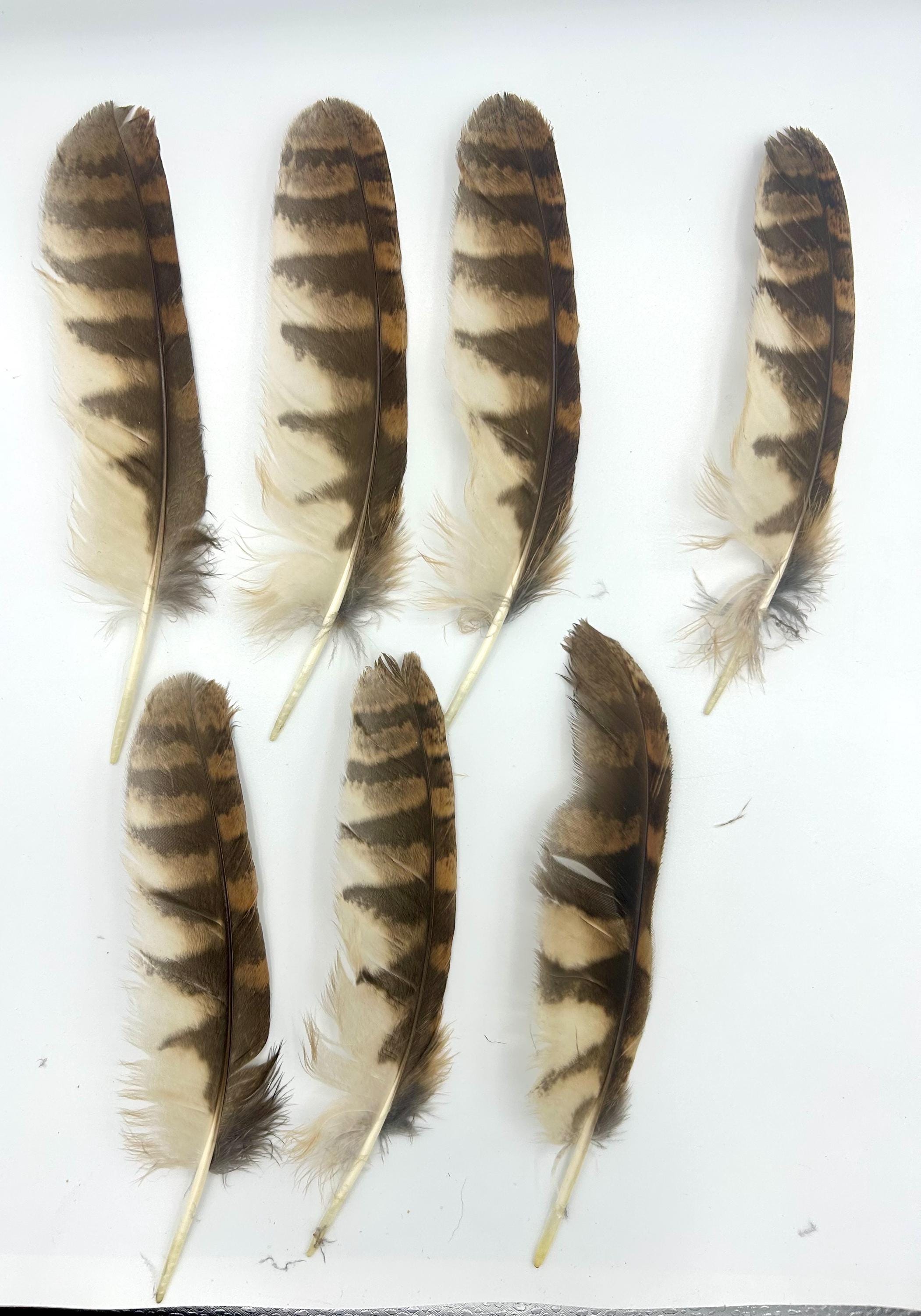 Single Cruelty free Tawny owl feather. Very limited edition. Ethically sourced. Medium