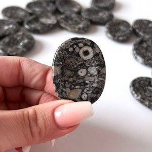 Fossil Stone Worry Stone | Ancestral Wisdom | Nurturing | Stability | Earth Connection | Renewal | Rejuvenation