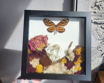 Framed Lycorea Ceres Butterfly