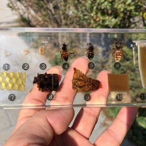 Puede incluir: Una vitrina rectangular transparente que contiene varias etapas del ciclo de vida de una abeja. La exhibición incluye muestras de miel, panal y diferentes especímenes de abejas, mostrando el desarrollo y la anatomía de la abeja.