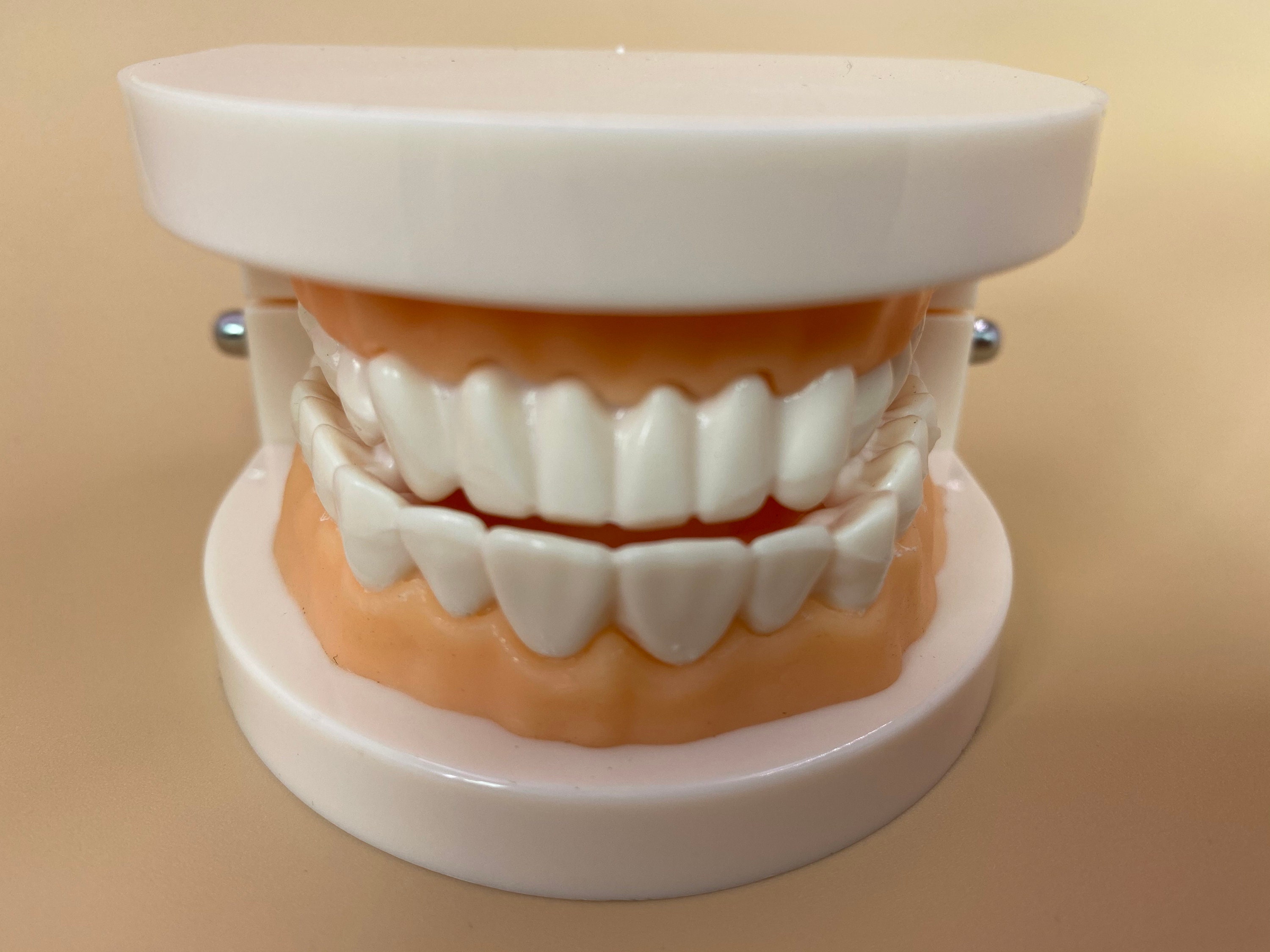 Dental model mold tooth model oral teaching tooth model Etsy