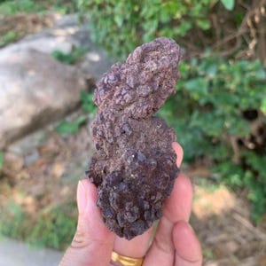 241 G Estiércol de dinosaurio fosilizado fecal prehistórico, espécimen mineral rugoso, heces de coprolito, fósil traza, ideal para un regalo de broma