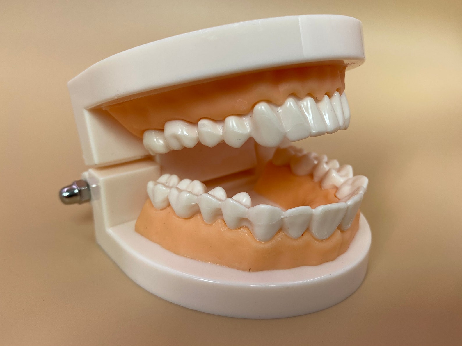 Dental model mold tooth model oral teaching tooth model Etsy