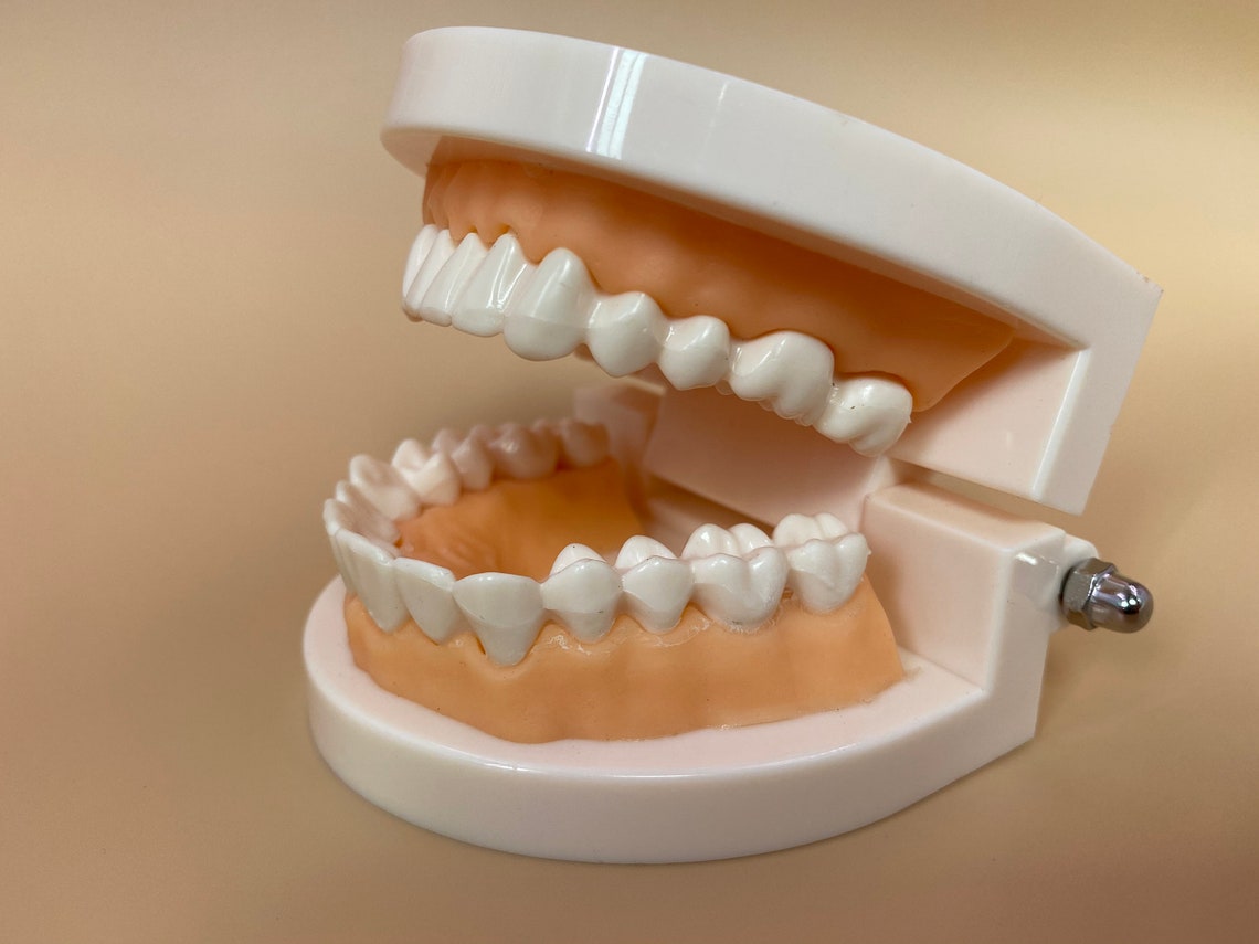 Dental model mold tooth model oral teaching tooth model Etsy