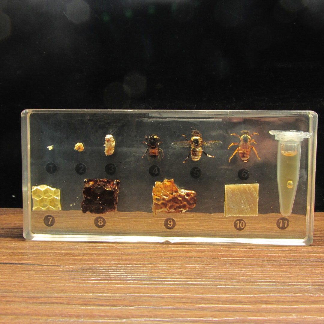 life-cycle-of-honey-bee-life-cycle-set-in-5-amber-clear-block-specimen