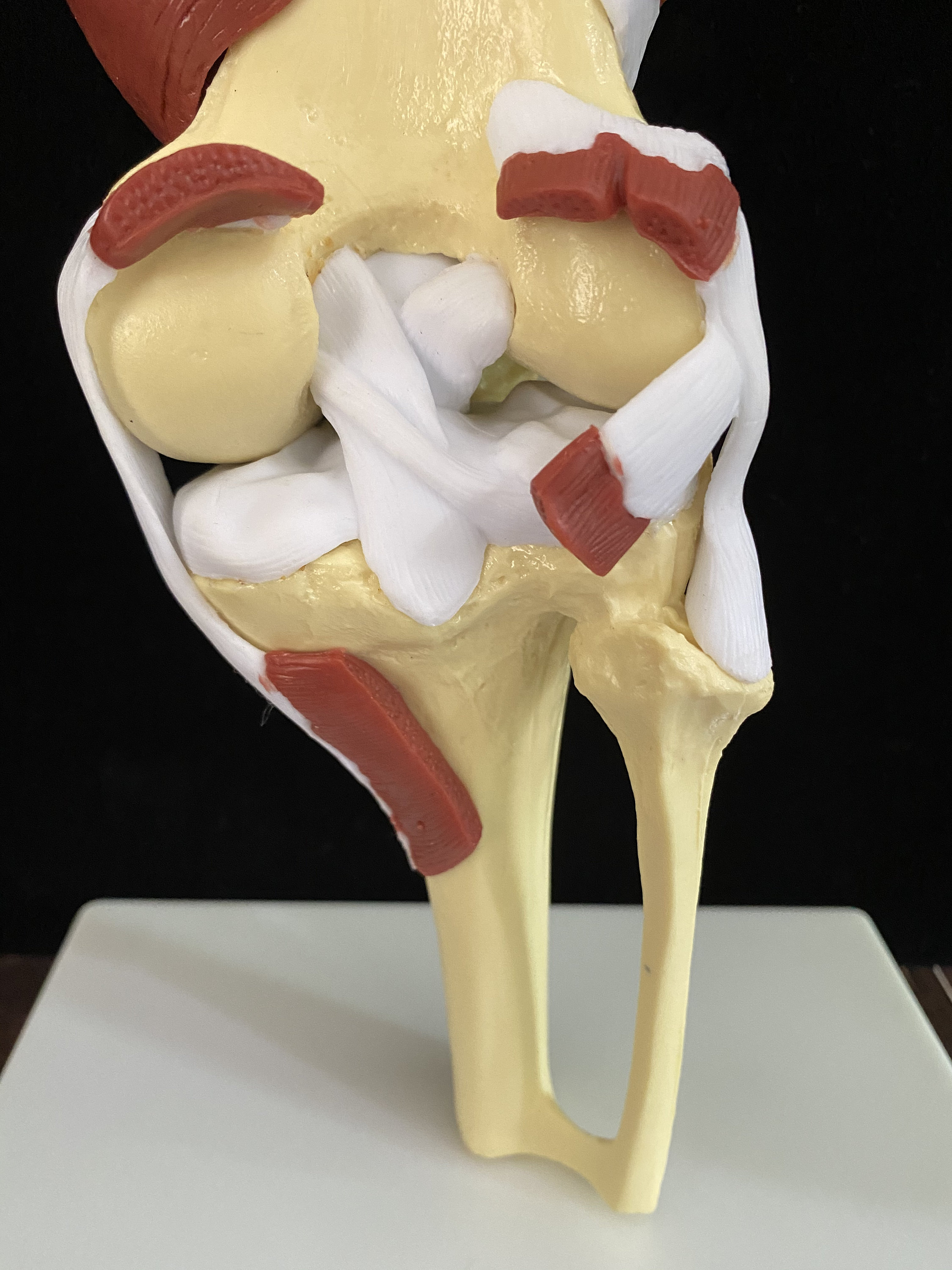 Human knee muscle group model knee joint model trochlear joint | Etsy