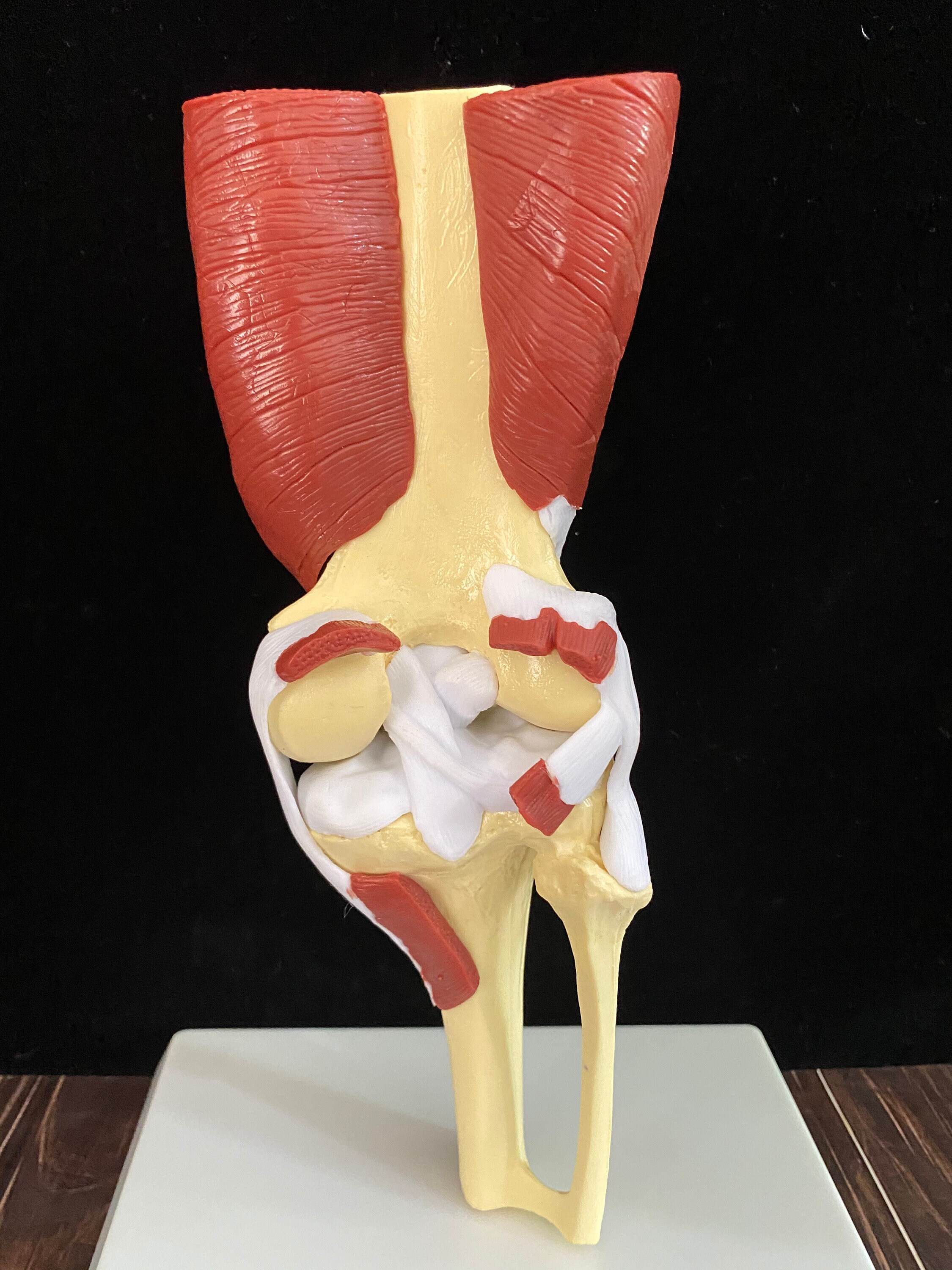 Human knee muscle group model knee joint model trochlear joint Etsy