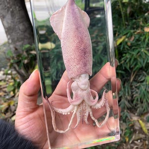 May include: A preserved squid specimen encased in a clear, rectangular resin block. The squid is a pale pink color with darker pink spots and tentacles. The resin block is held in a hand, with a blurred background of greenery.