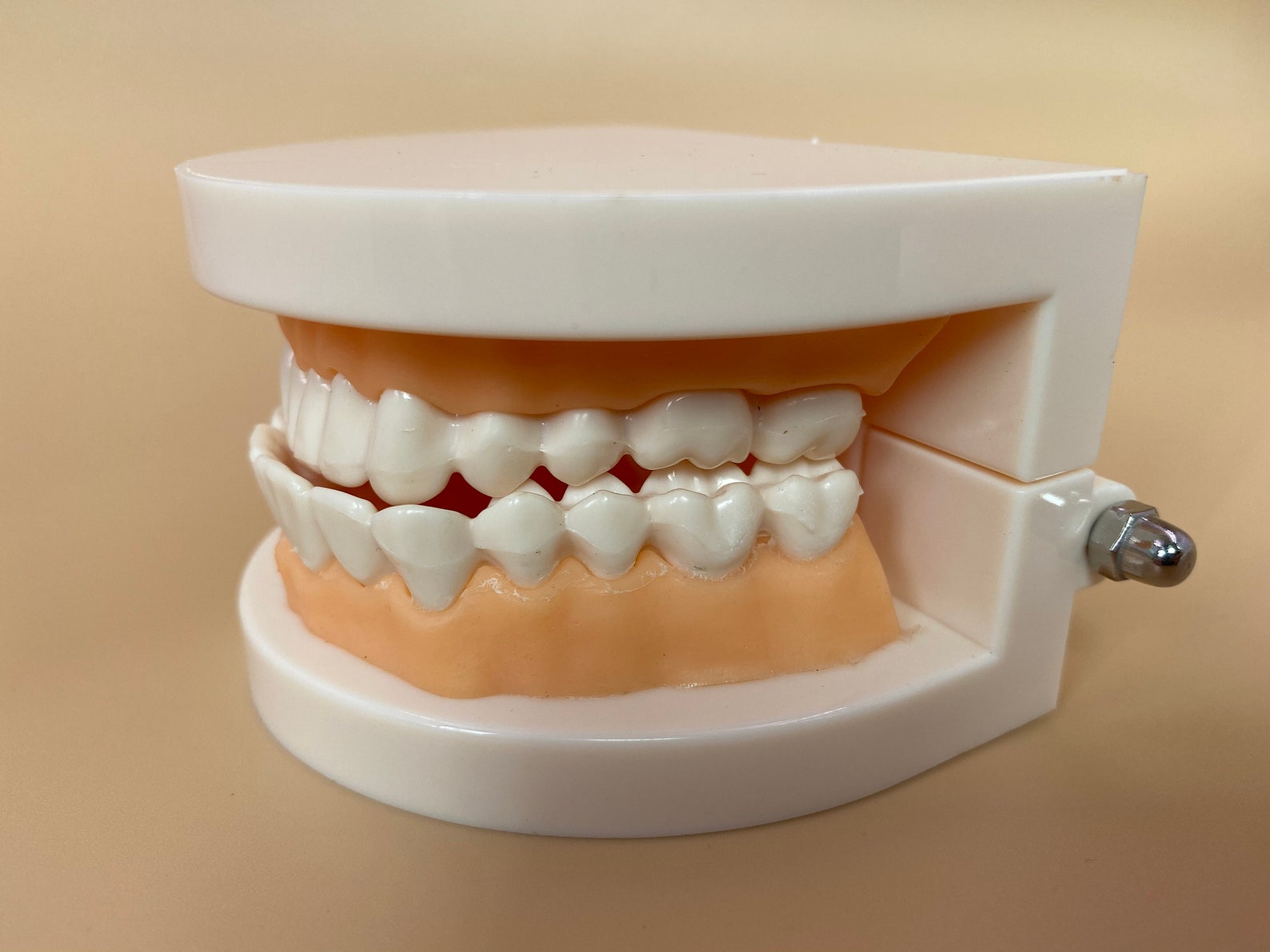 Dental model mold tooth model oral teaching tooth model Etsy