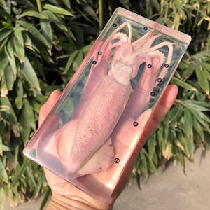 May include: A preserved squid specimen encased in a clear, rectangular block. The squid is a pale pink color with darker spots and visible tentacles. Numbered labels are visible on the block. The background features green foliage.