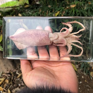 海洋生物のイカ魚の剥製樹脂ブロック動物コレクション、特別なクリスマスプレゼントの剥製子供へのプレゼント、タコの構造
