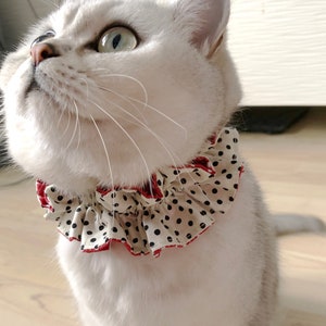 May include: A white cat with green eyes wearing a black and white polka dot ruffle collar with red trim.