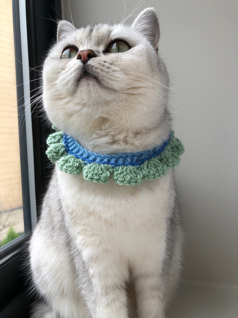 May include: A white and silver short-haired cat wearing a blue and green crocheted collar. The cat is looking up and has green eyes.