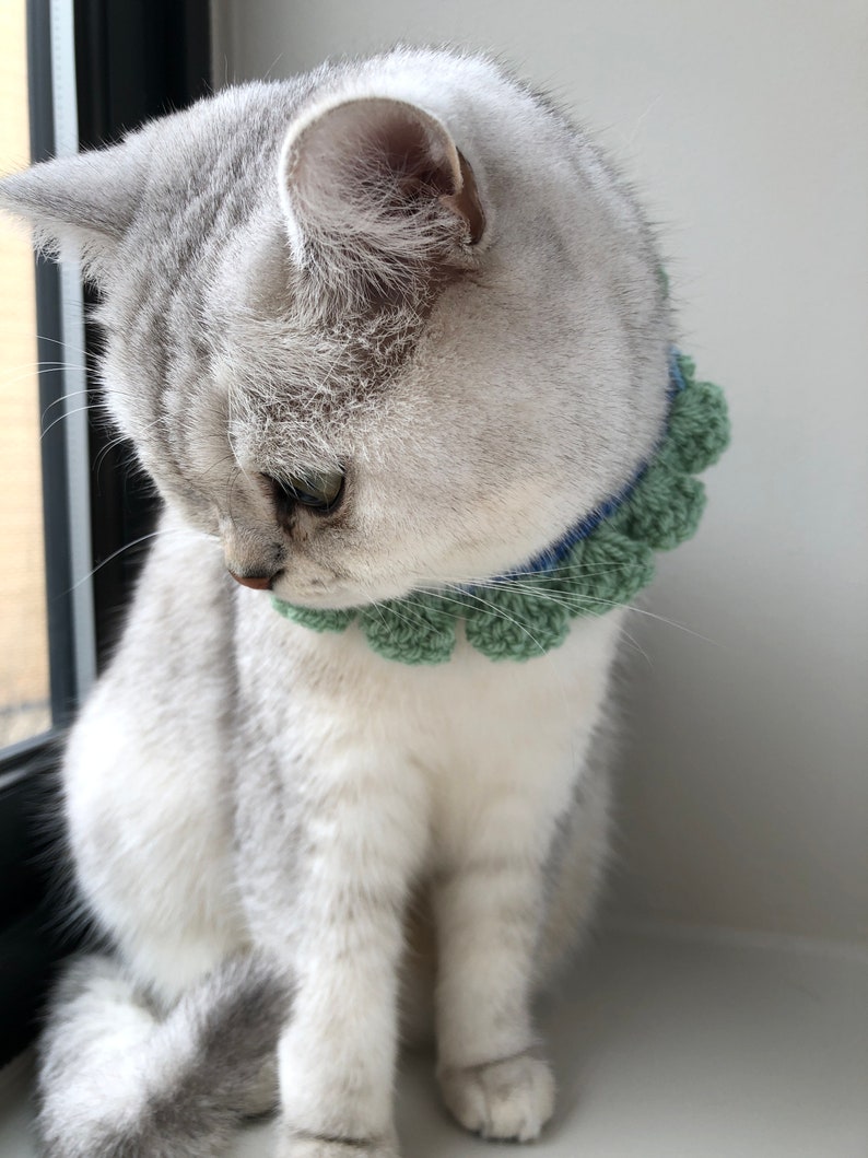 May include: A white and gray cat wearing a green and blue crocheted collar with pom-poms.