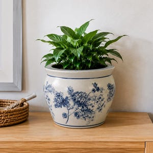 May include: A round ceramic planter with a cream-colored base and a blue floral pattern featuring detailed blossoms and stems. The pot has a smooth, curved silhouette with a thin blue rim at the top and contains a lush green leafy plant.