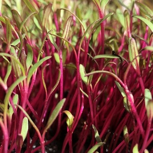 Puede incluir: Primer plano de microvegetales con tallos rojos vibrantes y hojas verdes. Las plantas jóvenes están densamente empaquetadas, creando una apariencia texturizada. La imagen resalta los colores frescos y naturales de los brotes, sugiriendo una fuente de alimento saludable.