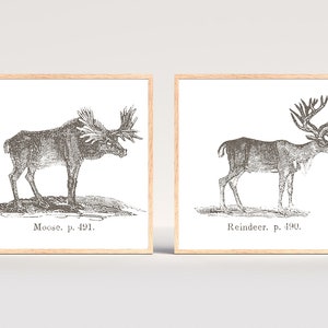Conjunto de arte de parede para galeria de inverno para impressão com 2 impressões, decoração de impressão de Natal, rena vintage e esboço de alce