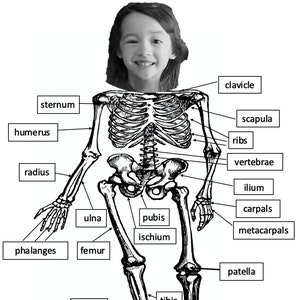 Personalized Anatomy Coloring Sheets, Anatomy Coloring Pages, Skeleton Coloring Pages, Skeleton and Organ Anatomy, Human Body Playdough Mats