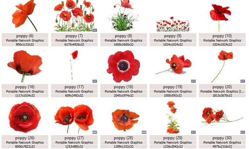 K&ouml;nnte beinhalten: Eine Sammlung digitaler Bilder mit roten Mohnblumen in verschiedenen Anordnungen. Die Bilder sind mit dem Namen "Mohnblume" und einer Nummer versehen, und die Gr&ouml;&szlig;e jedes Bildes ist in Pixeln angegeben.