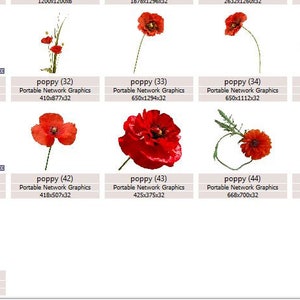K&ouml;nnte beinhalten: Eine Sammlung roter Mohnblumen, jede mit einer anderen Form und Gr&ouml;&szlig;e, isoliert auf wei&szlig;em Hintergrund. Die Blumen befinden sich in verschiedenen Bl&uuml;hstadien, einige sind vollst&auml;ndig ge&ouml;ffnet, andere noch in Knospen. Die Mohnblumen sind ein beliebtes Symbol f&uuml;r Erinnerung und Hoffnung.
