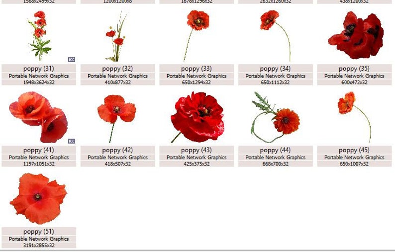 K&ouml;nnte beinhalten: Eine Sammlung roter Mohnblumen, jede mit einer anderen Form und Gr&ouml;&szlig;e, isoliert auf wei&szlig;em Hintergrund. Die Blumen befinden sich in verschiedenen Bl&uuml;hstadien, einige sind vollst&auml;ndig ge&ouml;ffnet, andere noch in Knospen. Die Mohnblumen sind ein beliebtes Symbol f&uuml;r Erinnerung und Hoffnung.