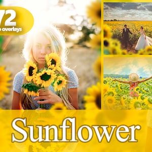 Sunflower PNG Overlays – Summer Flower Frames, Spring Backdrops and Romantic Bokeh Effects for Photoshop & Digital Art
