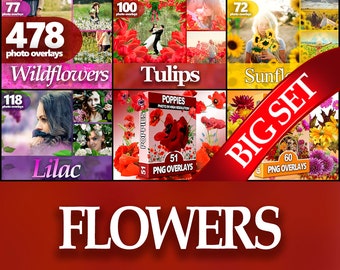 Sovrapposizioni PNG di ulip e fiori stagionali - Clipart floreali primaverili, estivi e autunnali per Photoshop, scrapbooking e design digitale