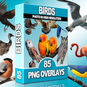 Bird PNG Overlays – Flying Birds, Owl, Swallow, Raven, Eagle Clipart for Photoshop, Wildlife, Scrapbooking