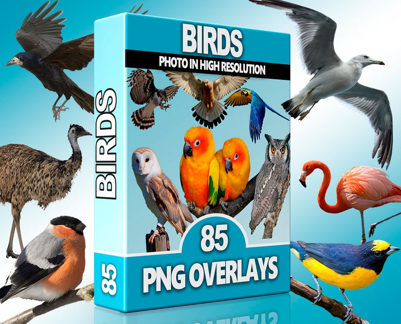 Birds Clipart, Bird PNG, Swallow Overlay, Animal Overlays, Animal Photoshop, Raven PNG, Owl Clipart, Fly Overlays, Wildlife Overlay, Eagle image 1