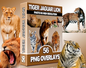 Cat family PNG, Tiger Overlay, Wild Animal, Jaguar PNG,  Lion clipart, Animal Overlays for Photoshop, Scrapbook, High Quality Images