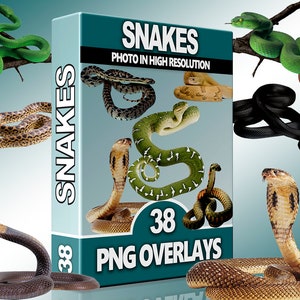Snake PNG Overlays, Reptiles Cliparts, Python, Anaconda, Wild Animals, Digital Download, Scrapbook, High Quality Images, Digital overlays