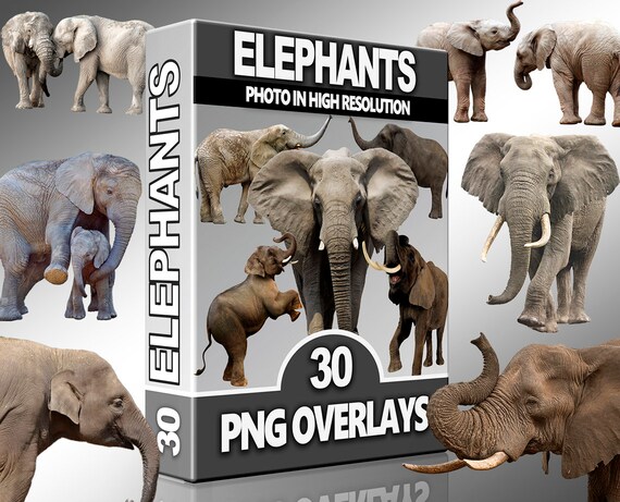 Elephant PNG Overlays – Wild Animal Clipart for Photoshop, Nature Scenes, Scrapbooking & Digital Wildlife Projects